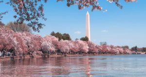 MÙA HOA ANH ĐÀO – HAI BỜ ĐÔNG TÂY NƯỚC MỸ NEW YORK - PHILADEL